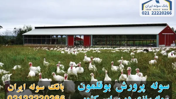 Getting to know the turkey rearing shed-souleiran-com آشنایی با سوله پرورش بوقلمون -بانک سوله ایران