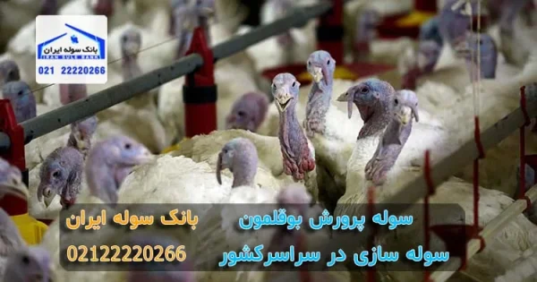 بوقلمون ها در دراخل سوله بوقلمون